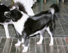 Karelischer B�renhund - Karjalankarhukoira